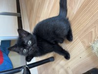 British shorthair yavru kediler
