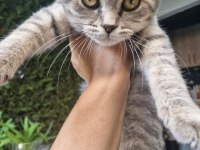 Uygun yavru british shorthair 4 aylık erkek oyuncu