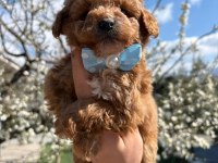 ŞAMPİYON POODLE BEBEKLER GELDİ