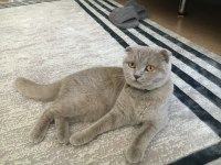 SCOTTİSH FOLD KEDİMİZ