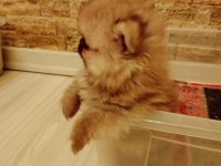 ÖMÜRLÜK IRK GARANTİLİ POMERANİANLAR