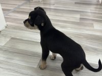 2 aylık erkek yavru chihuahua