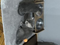 İki aylık british shorthair kedisi