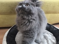5 aylık Scottish fold longhair dişi