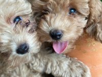 Toy yavru poodle anne baba poodle