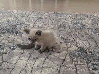 British shorthair gri füme