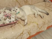 2 aylık british shorthair