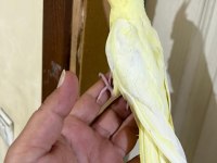 41 Günlük Kusursuz Lutino Sultan Bebek