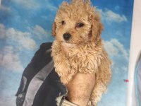 Birbirinden sevimli Maltipoo yavrular