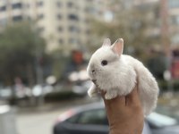 Orjinal Bebek Cüceler Hazır
