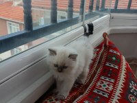 British shorthair yavrularımıza güzel bir yuva arıyoruz