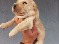 Baby face golden retriever yavrular