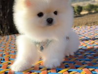 Pomeranian Boo Safkan 3 Aylık