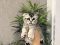 SCOTTISH FOLD AYI SURAT YAVRULARIM 