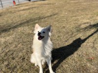 Eğitimli, komut itaat bilen, tuvalet eğitimli Pomeranian
