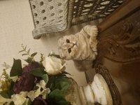 Yavru kedim scottish fold