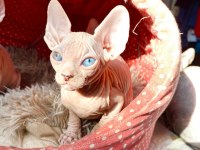 2 DİŞİ VE 2 ERKEK ODD EYES MAVİ GÖZ SFENKS