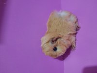 Peruvan guinea pig yavrularımız