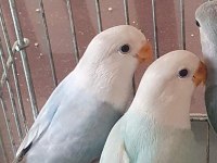 Mutasyonlu Sevda Papağanı Bebek