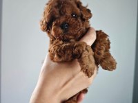 Kuşadasının En İyisi Teacup Toy Poodle Yavrular