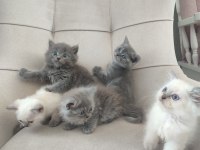 Safkan anne babadan british shorthair ayı surat yavrular