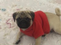 Sıfır burun türünün en iyisi tuvalet eğitimli pug