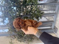 Red Brown Kore Poodle Yavrularımız