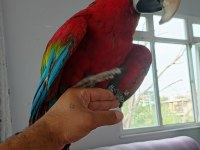 Ara macaw 3 yaşında