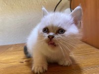 Scottish british blue point yavrular