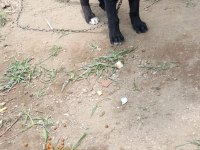 Cane Corso Bebekler