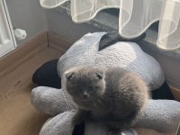 2 aylık scottish fold