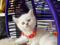 British Shorthair Bluepoint Dişi Erkek Yavrular