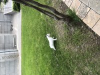 3 aylık maskeli french bulldog