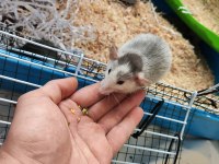 1 Aylık Dumbo Rat Yavruları 1 Naked 2 Husky