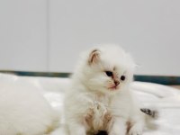 Mükemmel kalite british longhair yavrular