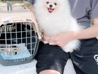 POMERANİAN BOO YAVRULARI