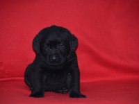 Safkan ırk garantili labrador yavrular