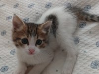 Sıcakkanlı oyuncu bir kedimiz
