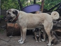 ORJİNAL KANGAL YAVRU