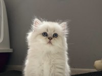 BRİTİSH LONGHAİR YAVRULARIMIZ