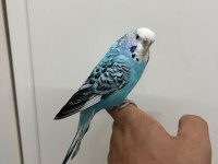 Konuşan Dişi Muhabbet Kuşu