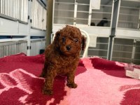 Kore toy poodle yavrularımız 