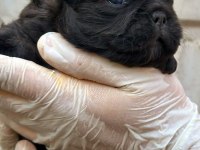Fluffy french bulldog