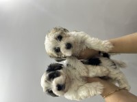 Orijinal Morkie yavrularımız
