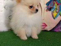Pomeranian yavrularımız