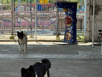 Orijinal Amerikan akita
