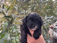 Safkan en küçük boy maltipoo siyah yavrular