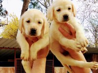 Efsane şampanya labradorlar, ruhsatlı çiftlik