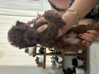 Erkek bebek toy poodle