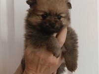 Pomeranian Teddy Bears
